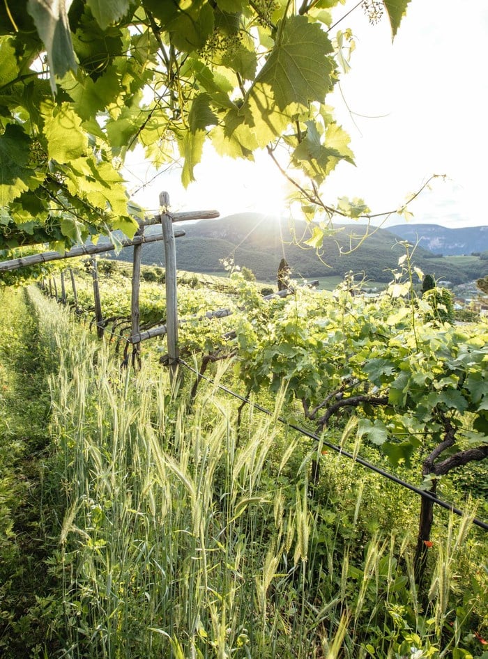Alpenwein Ueberetsch Südtirol