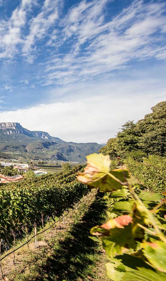 Wein und wandern in Südtirol