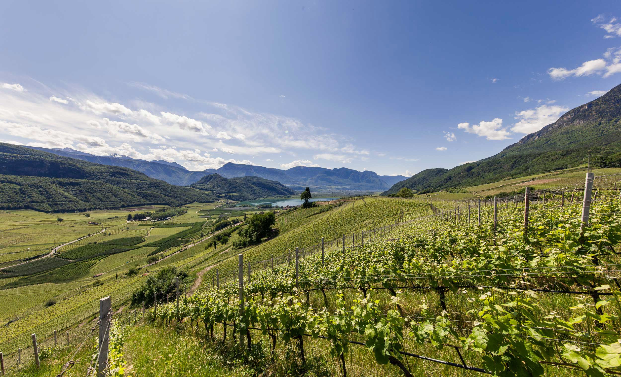 Weinhügel Südtirol mit Blick auf den Kalterer See