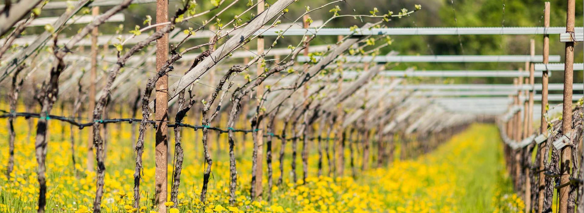 Jahrgang 2011 Wein Südtirol