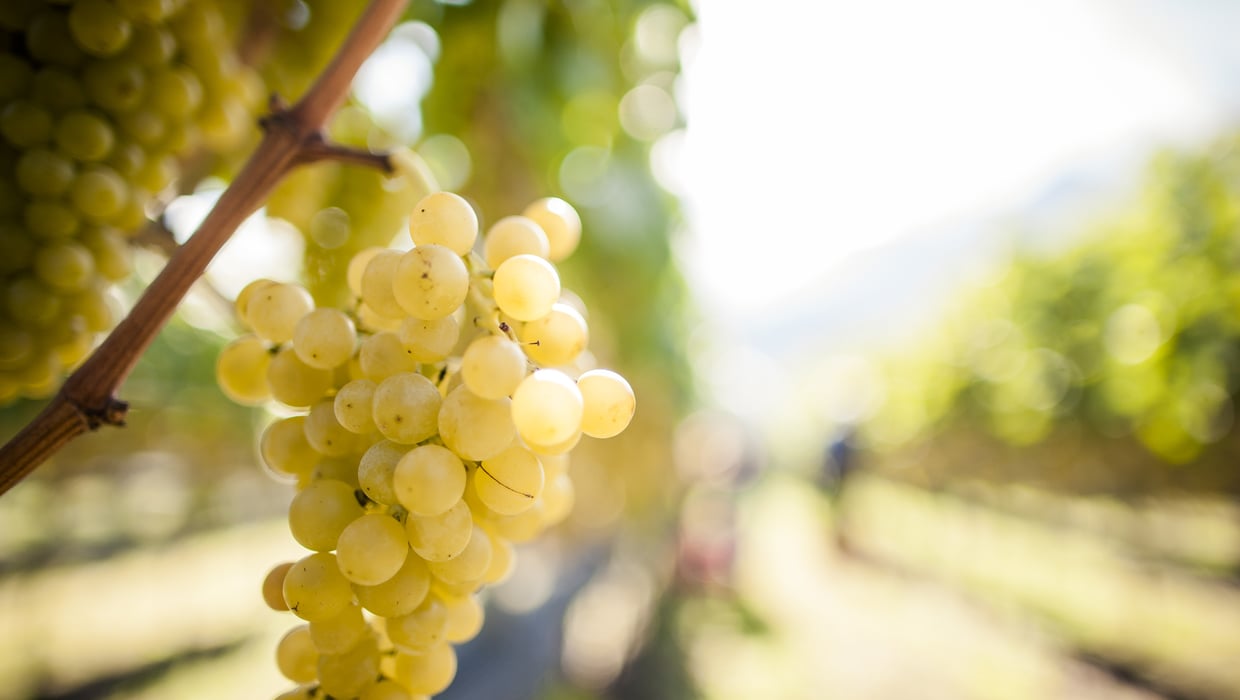 Jahrgang 2012 Weintraube Südtirol