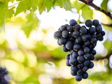 Jahrgang 2013 Weintraube Südtirol