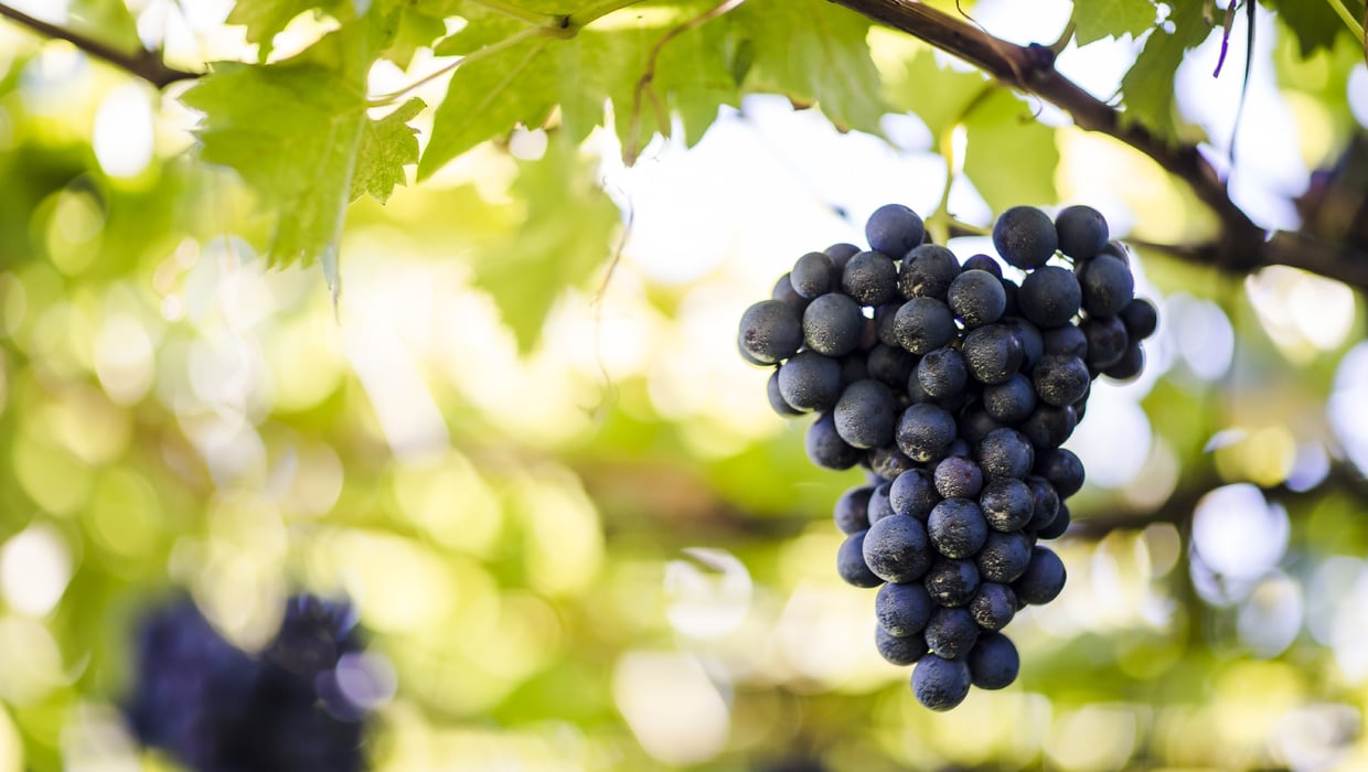 Jahrgang 2013 Weintraube Südtirol