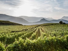 Jahrgang 2014 Weinreben Südtirol