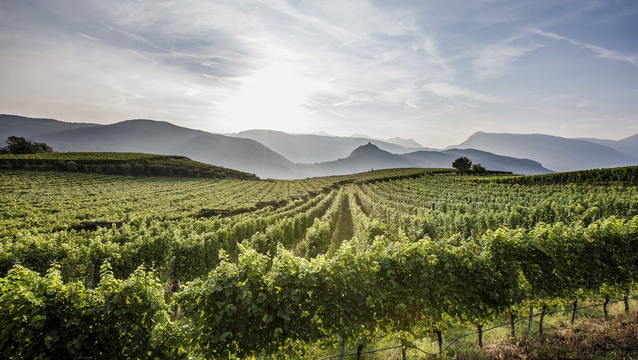 Jahrgang 2014 Weinreben Südtirol