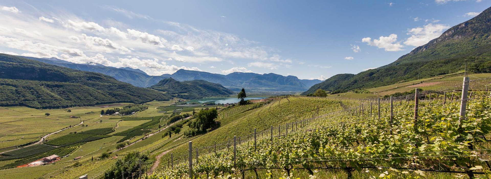 Jahrgang 2016 Wein Süedtirol