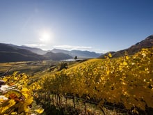 Jahrgang 2016 Wein Süedtirol