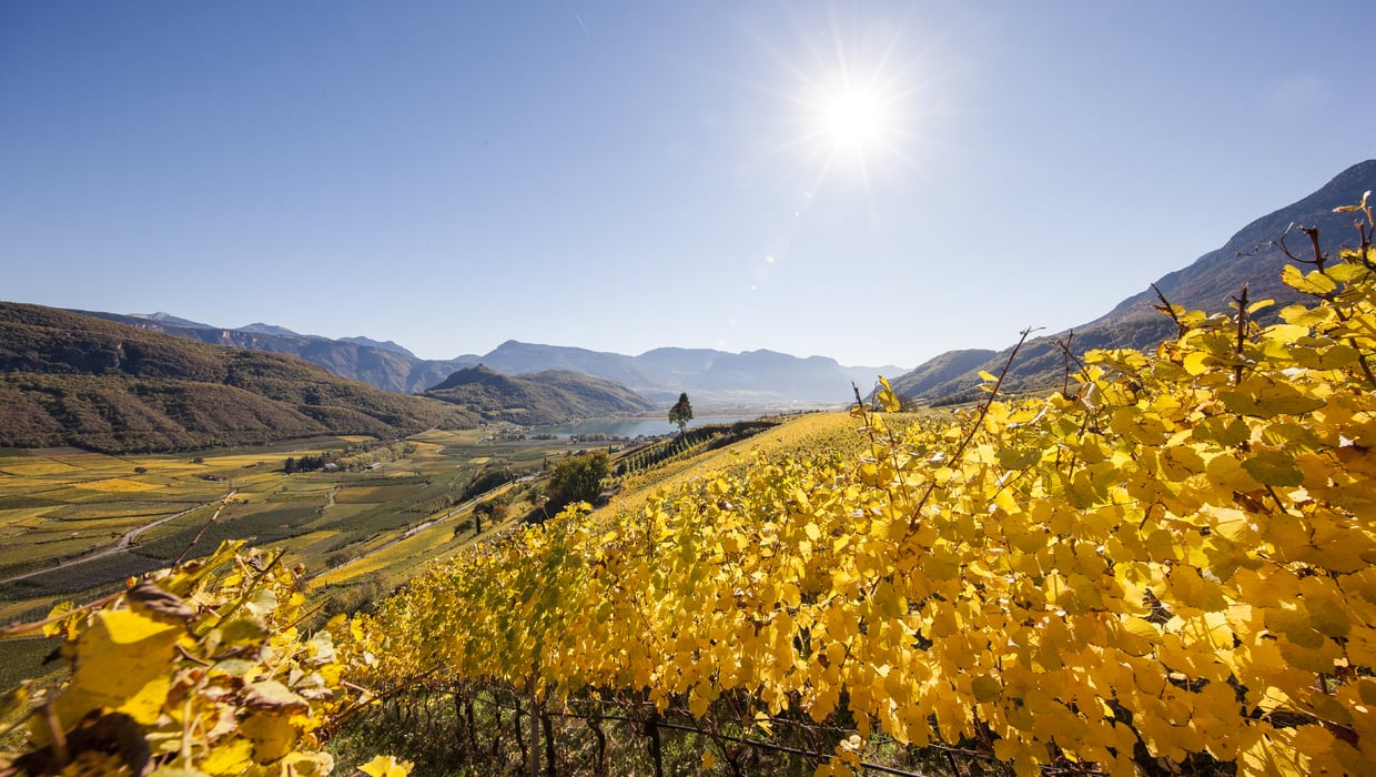 Jahrgang 2016 Wein Süedtirol