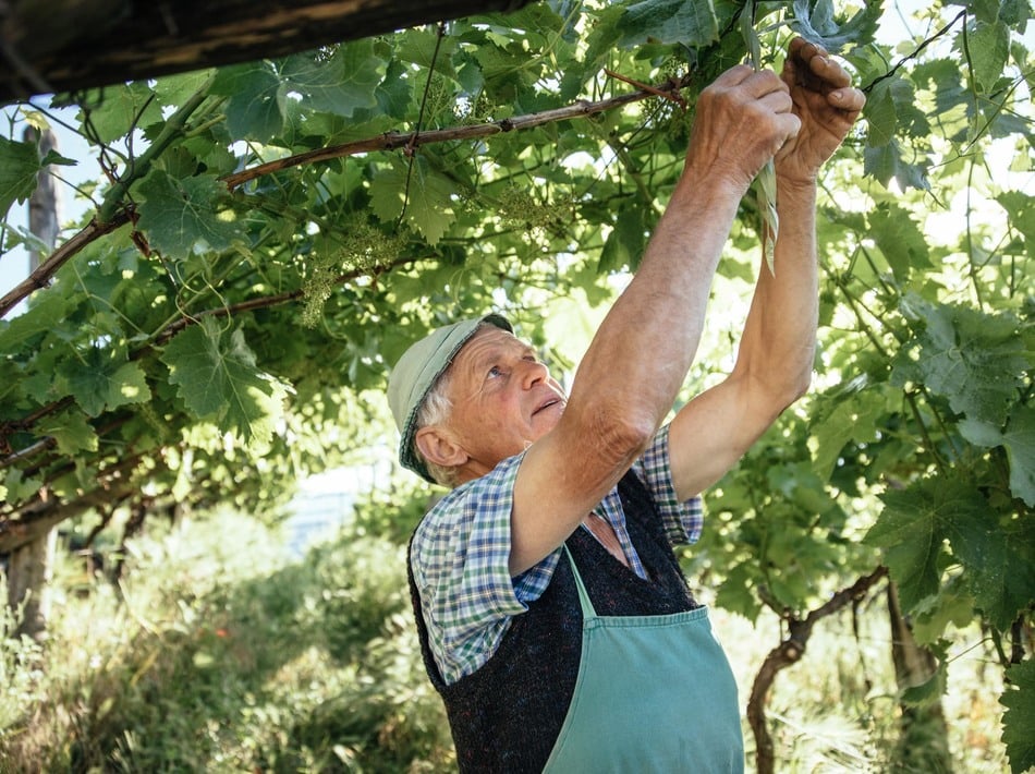 Winzer und Weinbauern Südtirol