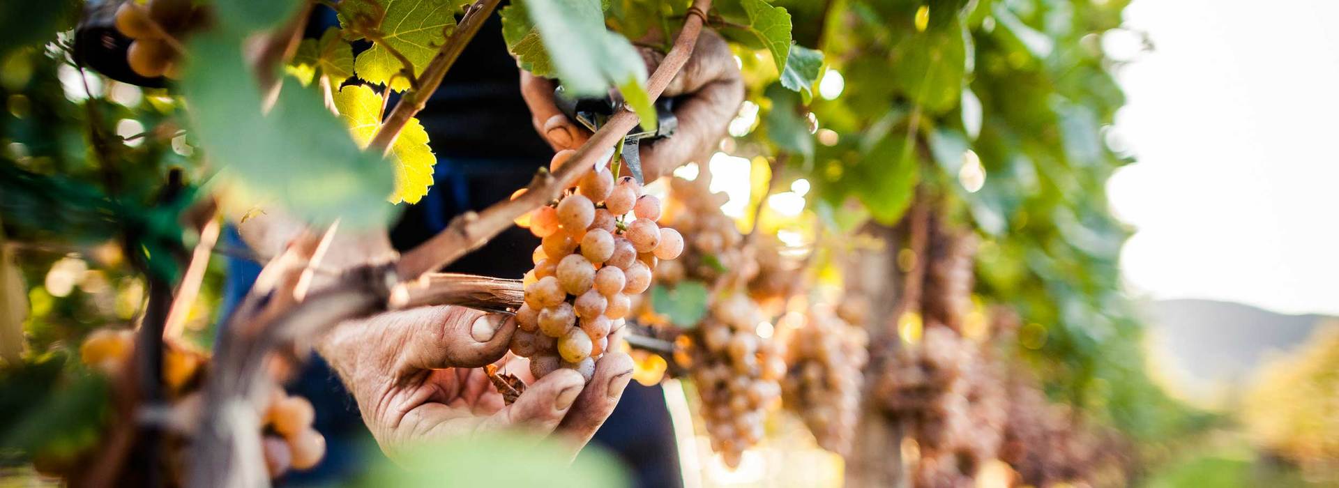 Detailaufnahme eines Winzers bei der Weinlese im Weinberg, Fokus auf Hände und Trauben.