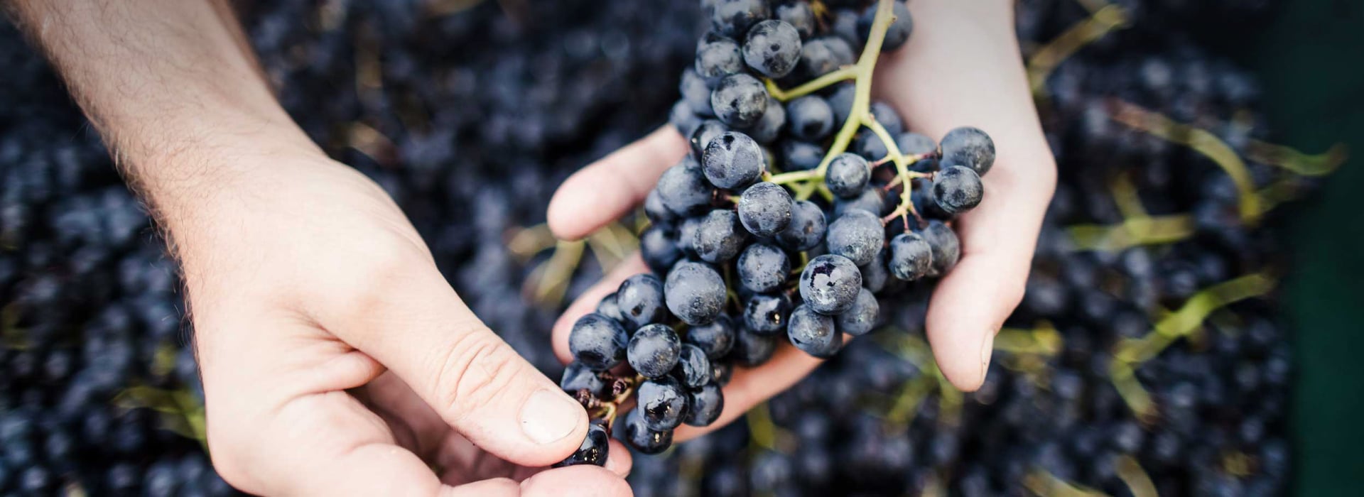 Rotweinsorten Südtirol