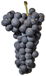 Blauburgunder Südtirol