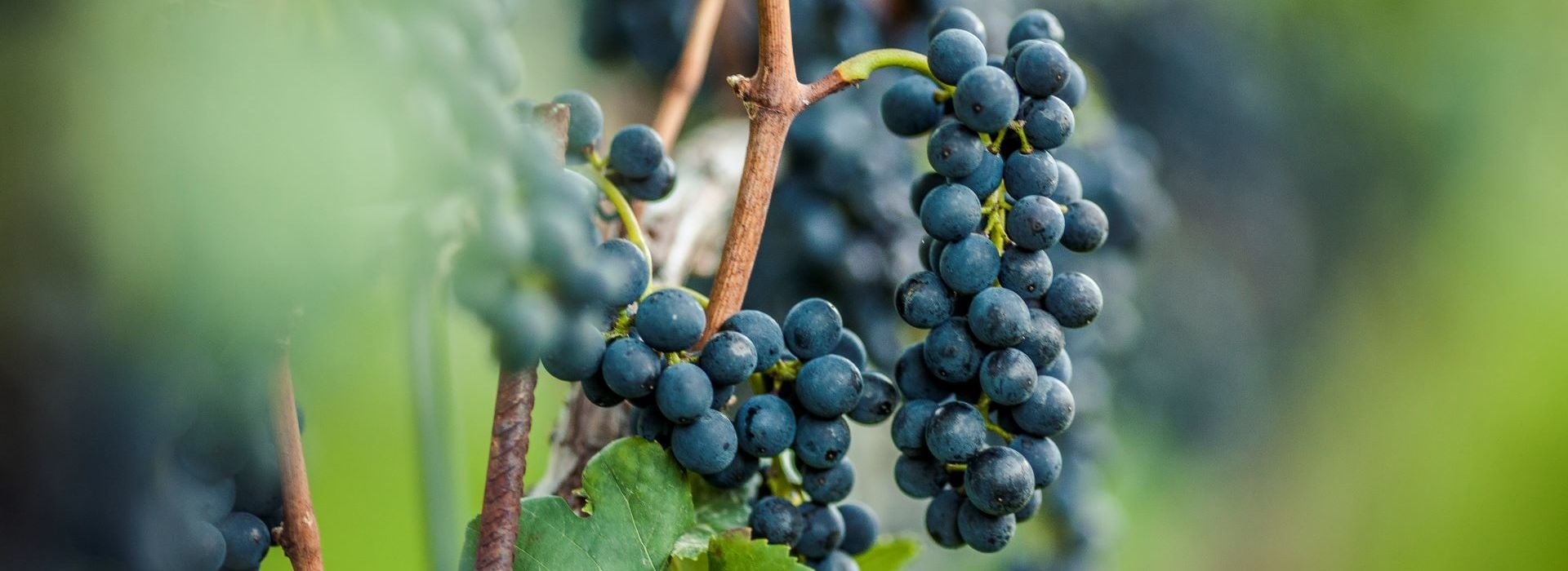 Blauburgunder Südtirol