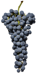Cabernet Südtirol