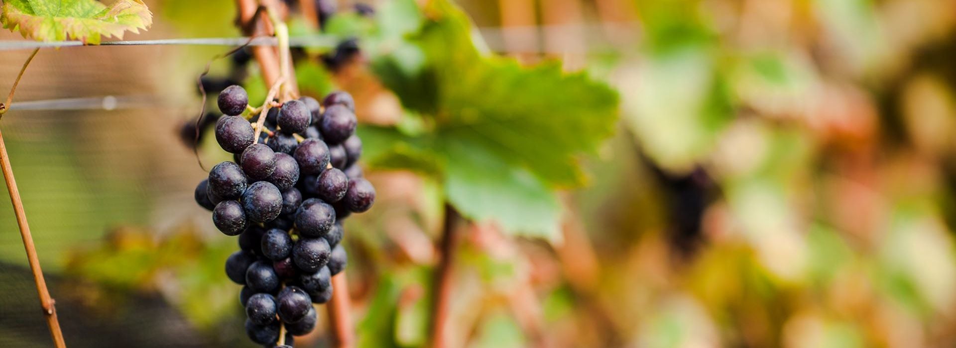 Rosenmuskateller Südtirol