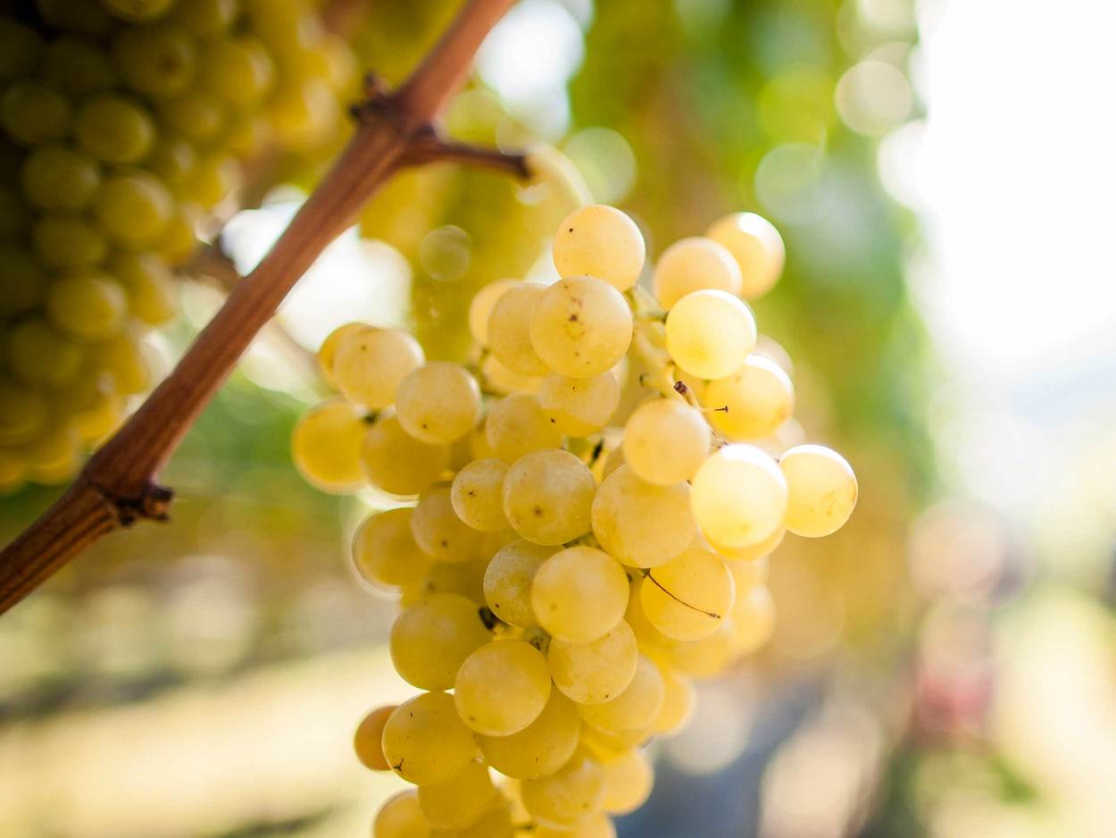 Nahaufnahme von weißen Weintrauben mit praller Schale, im Sonnenlicht glänzend.