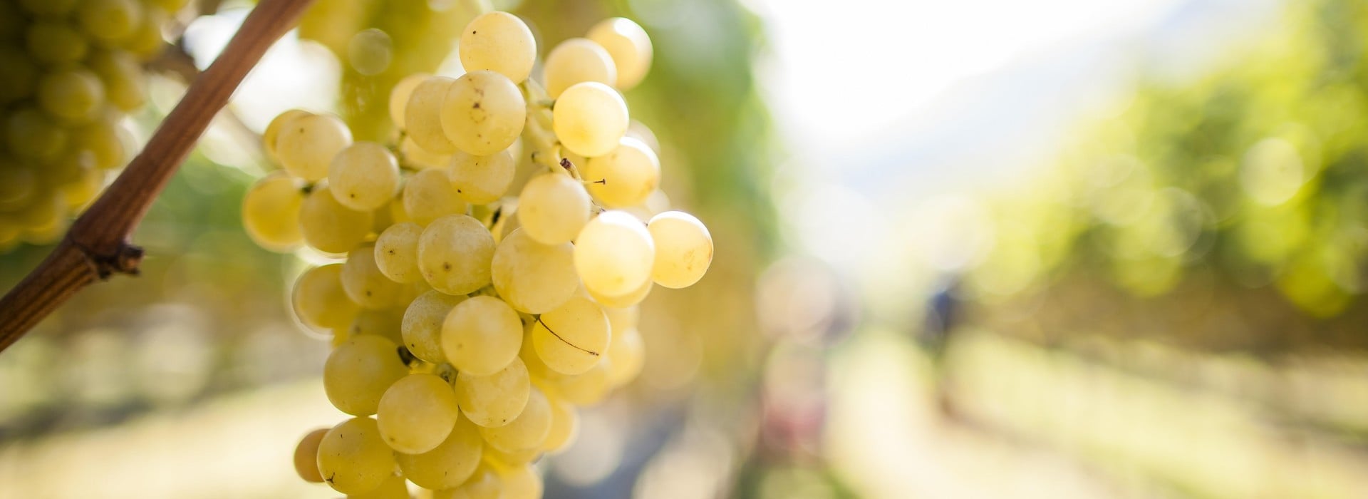 Weißweinsorten Südtirol