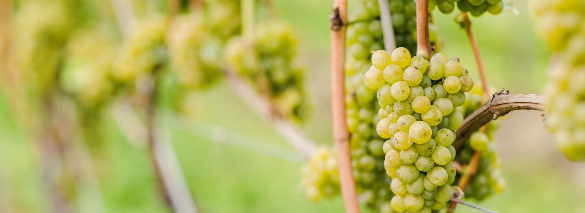Sauvignon Blanc Südtirol
