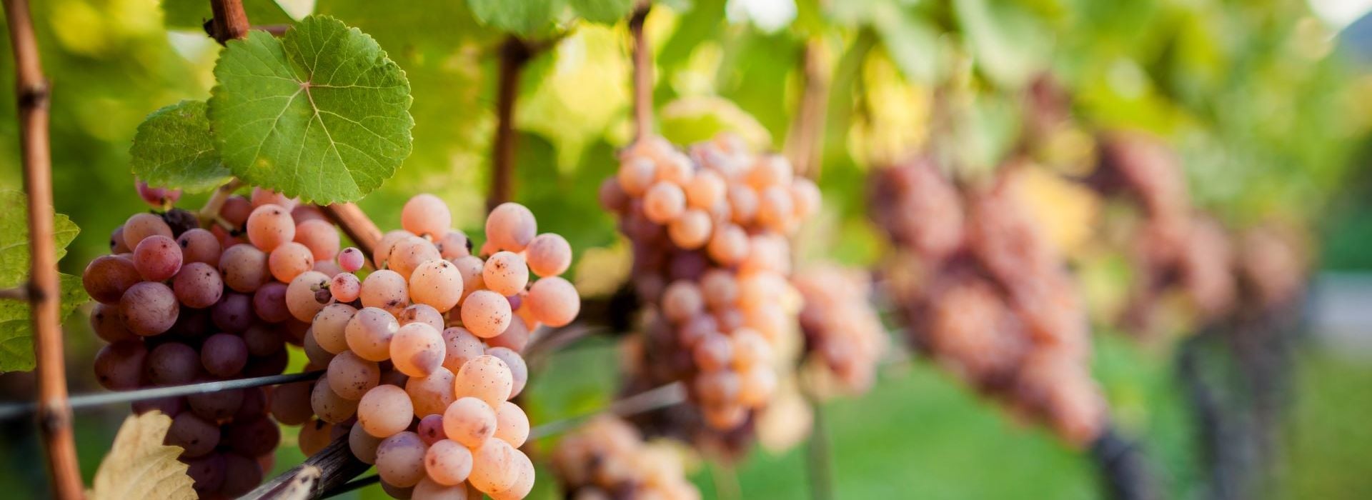 Gewürztraminer Südtirol