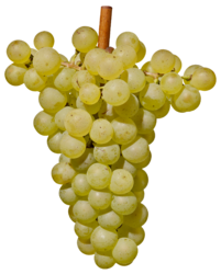 Chardonnay Südtirol