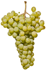 Grüner Veltliner
