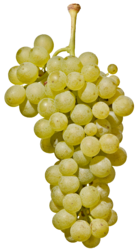 Müller-Thurgau Südtirol