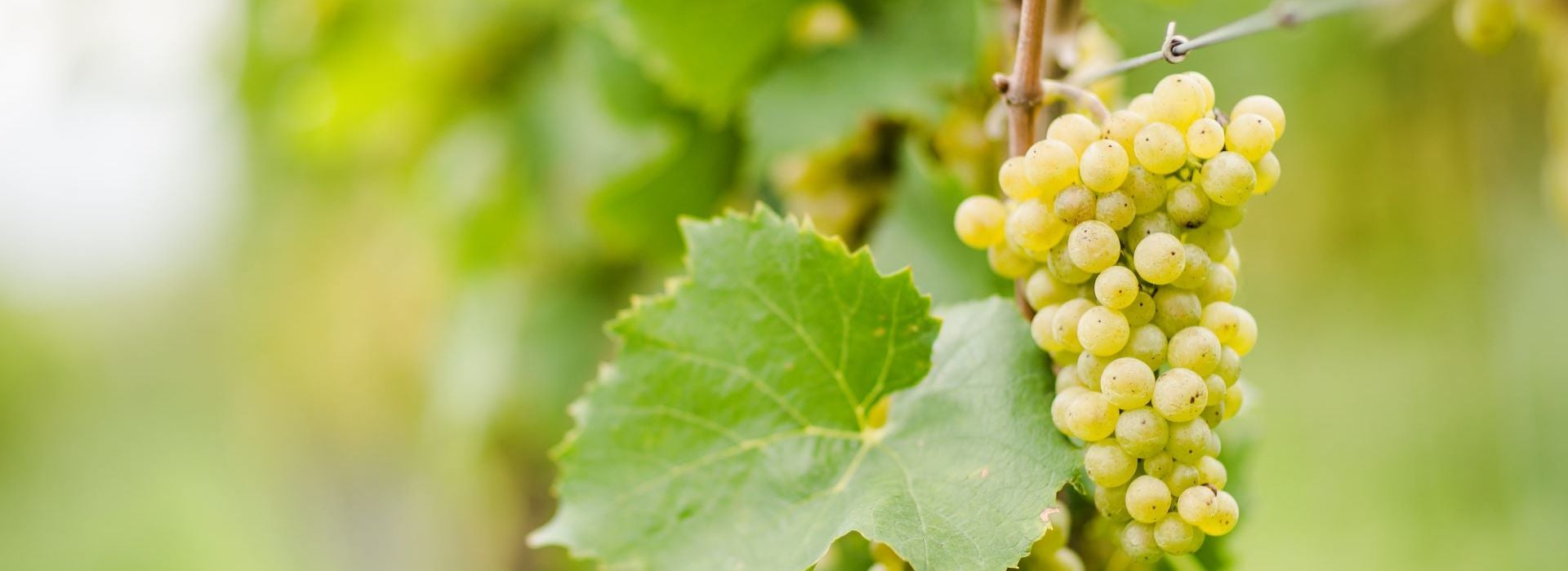 Müller-Thurgau Südtirol