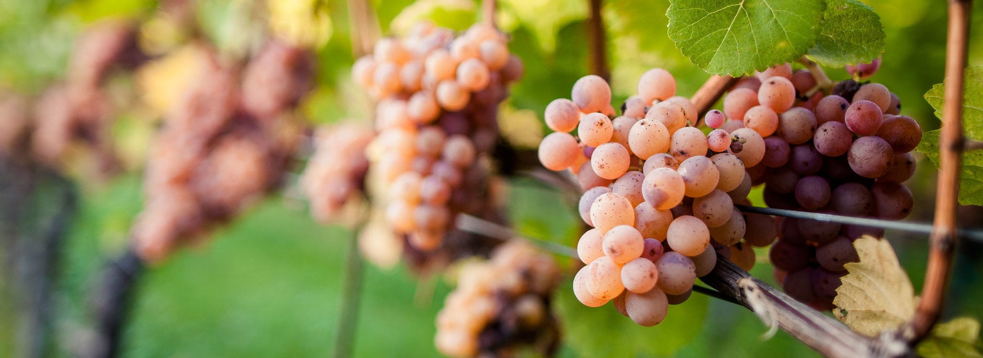 Weinsorten Südtirol