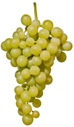 Goldmuskateller Südtirol