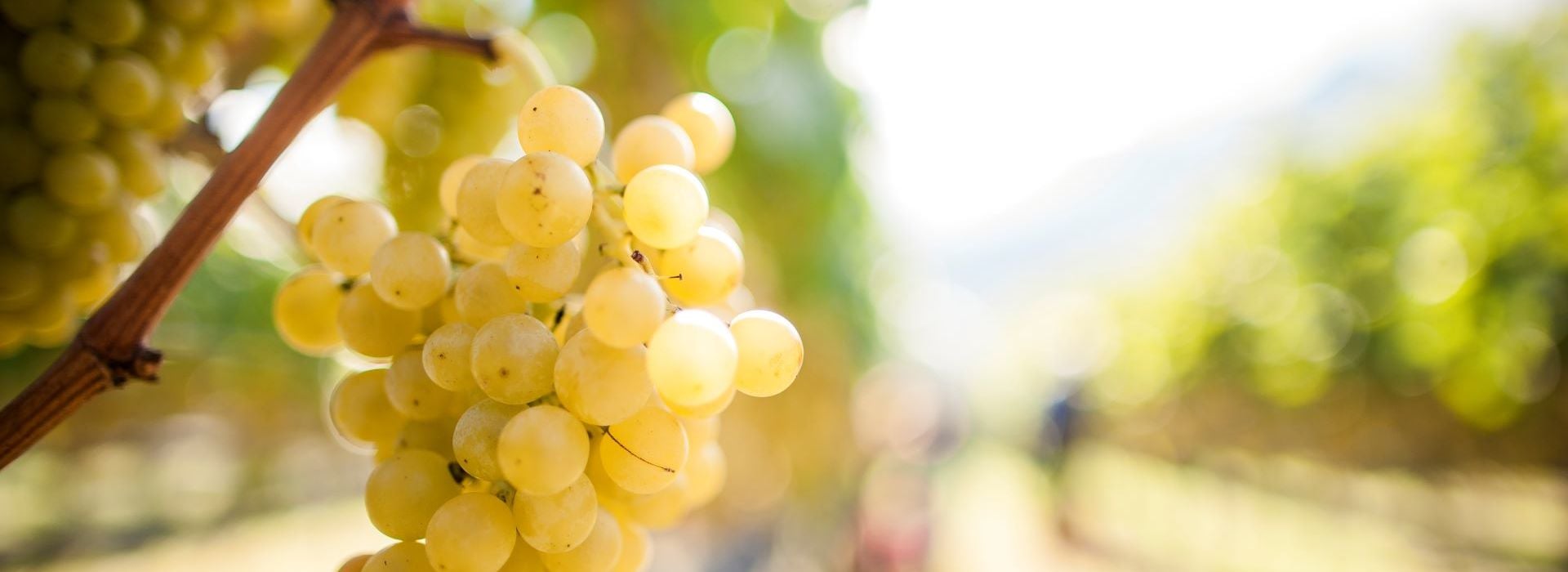 Goldmuskateller Südtirol