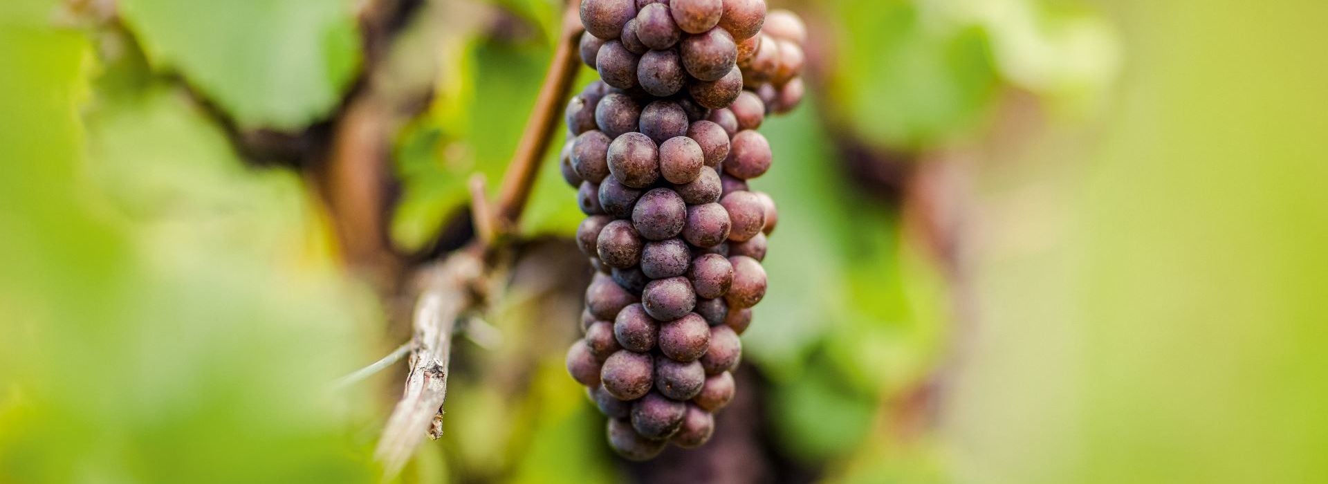 Pinot Grigio Südtrol