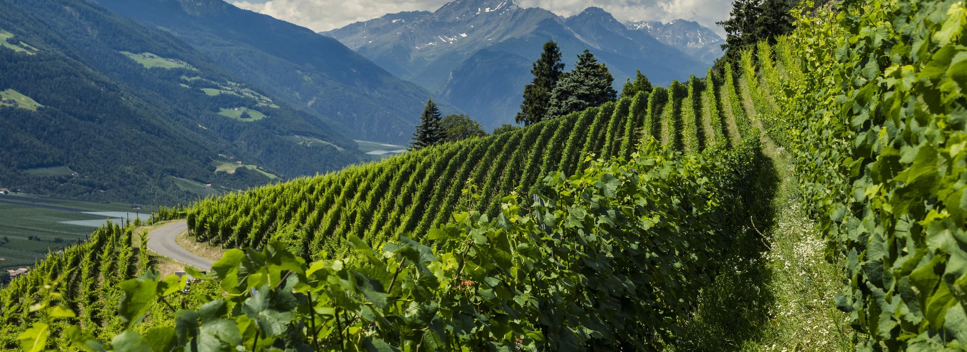 Via Vinum Venostis - Vinschger Weinweg