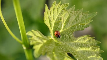 Nützling im Weinberg