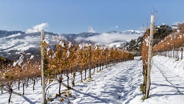 IDM/Südtirol Wein