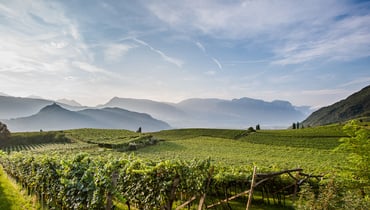 IDM/Südtirol Wein