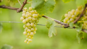 Weinsortenbeschreibungen Weißweine und Rotweine Südtirol