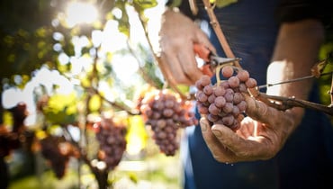 Weinjahrgang 2018 Südtirol