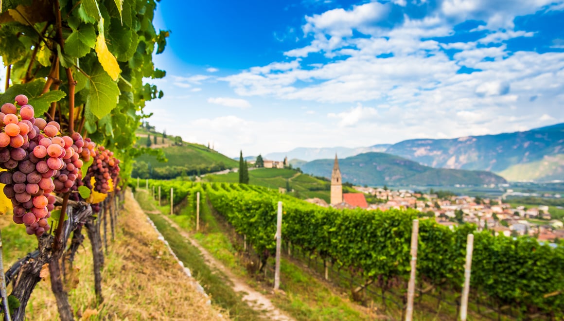 Gewürztraminer Weg Südtirol
