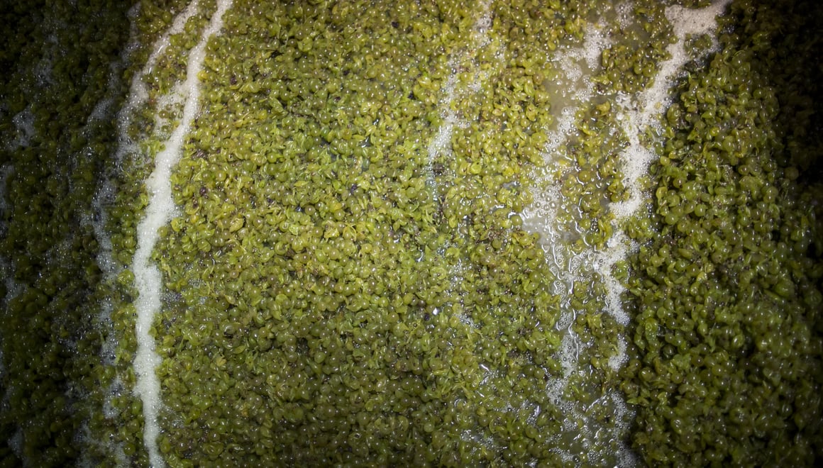 Von der Most- zur Maischevergärung