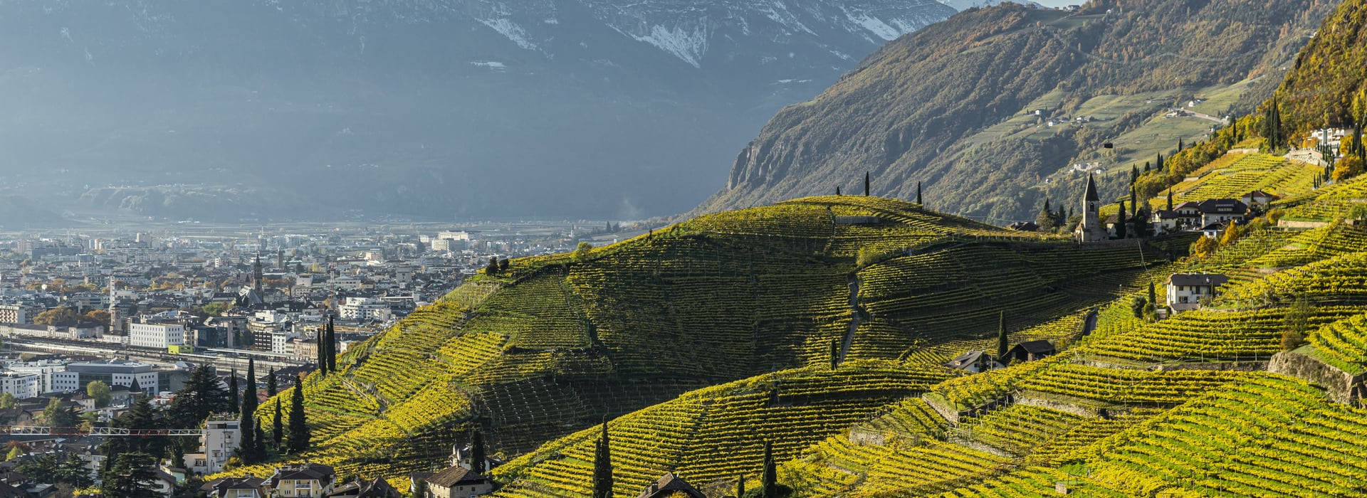Jahrgang 2019 - Südtirol Wein