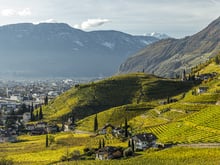 Jahrgang 2019 - Südtirol Wein