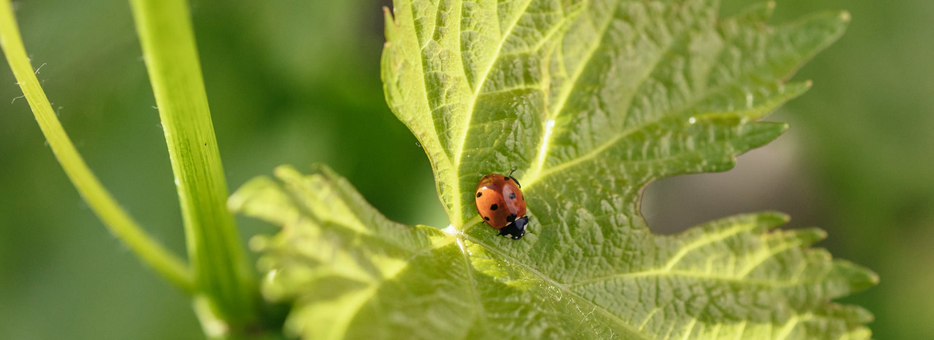 Marienkäfer auf einem Blatt einer Weinrebe.