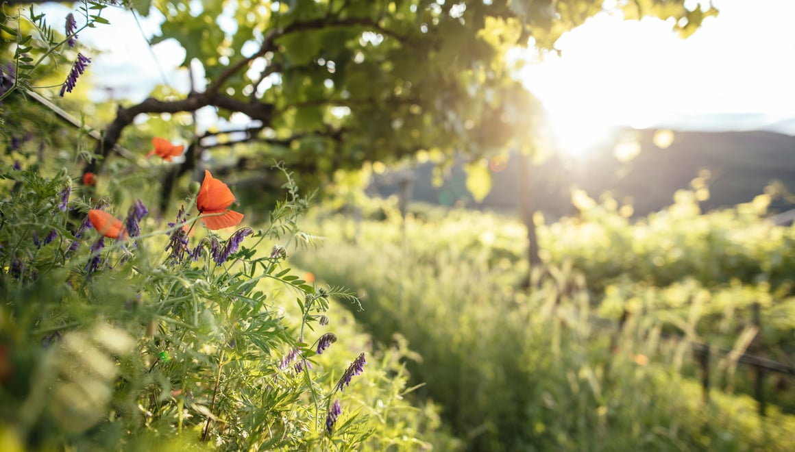 Sonne scheint durch grüne Weinreben, mit blühenden Blumen zwischen den Reben.