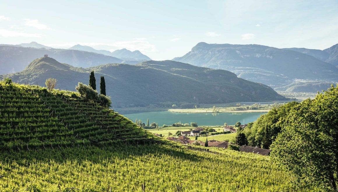 Grüne Weinreben mit Blick auf den Kalterer See.