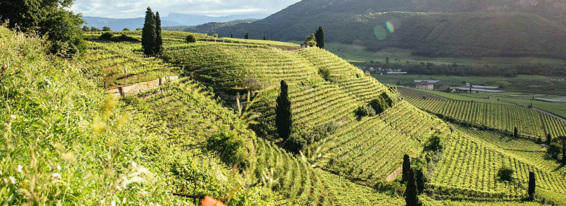 Jahrgang 2020 - Südtirol Wein
