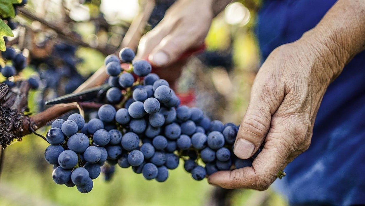 Jahrgang - Südtirol Wein