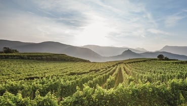 Südtirol Wein: Daten und Fakten