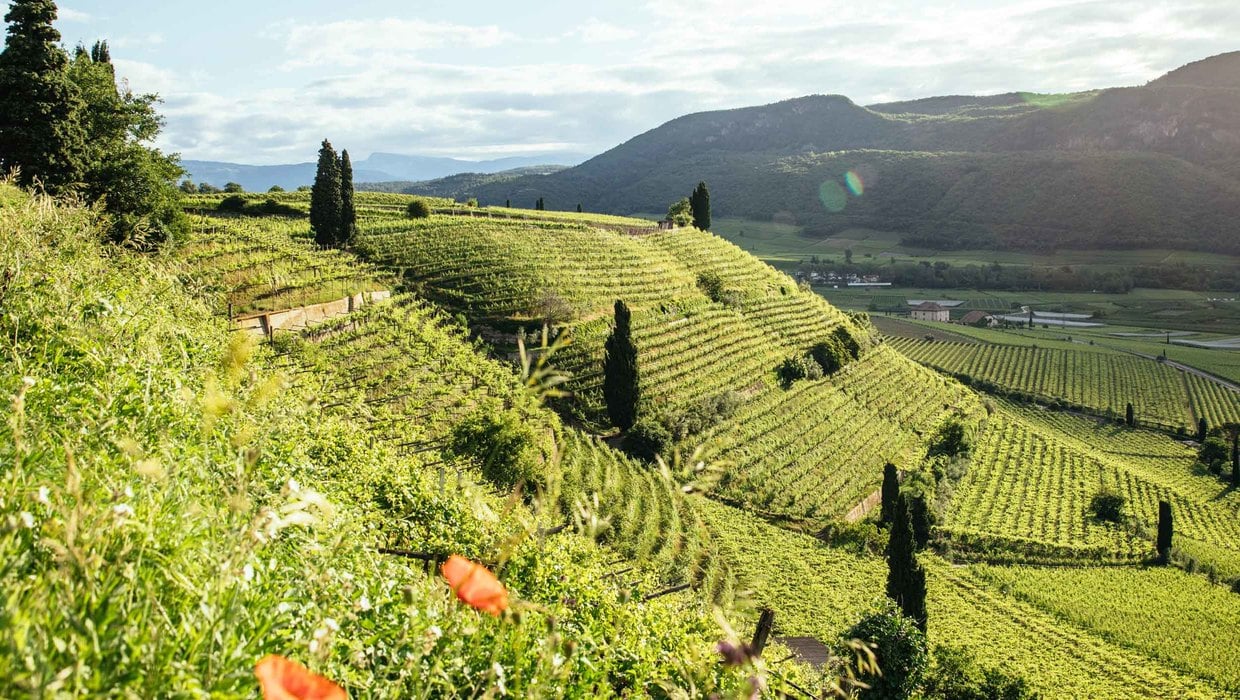 Weinberge in Südtirol