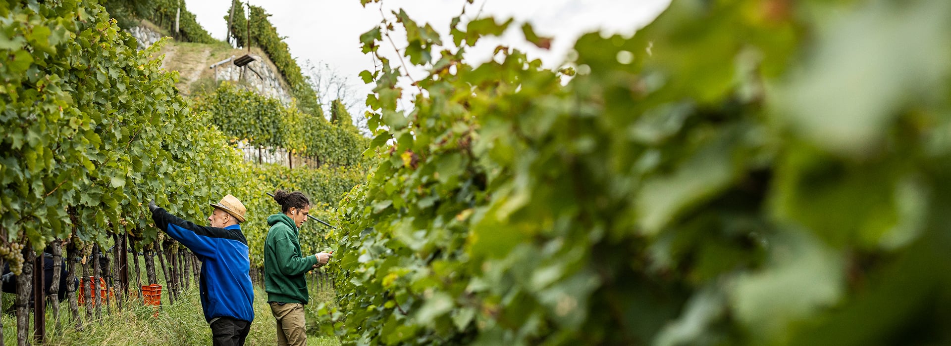 Jung und Alt bei der Weinlese