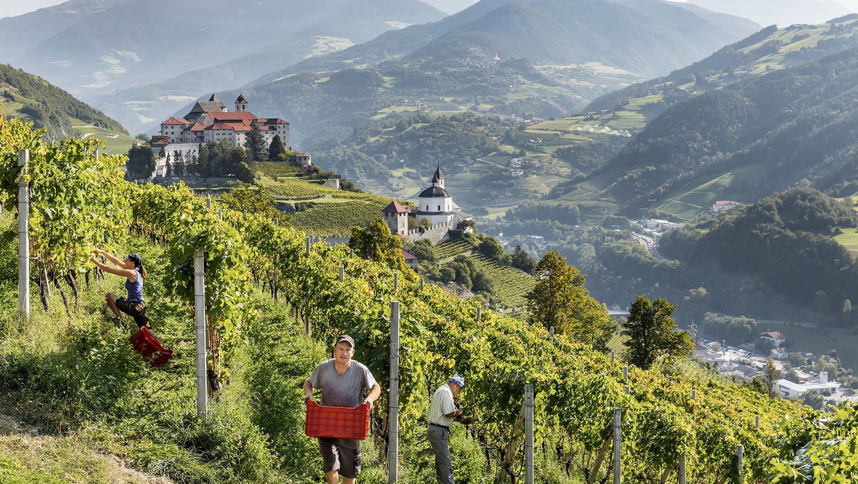 Weinlese in steiler Lage